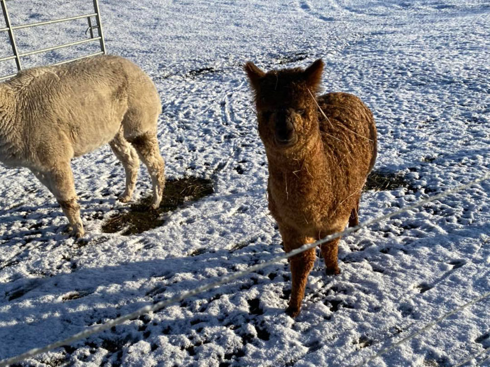 alpaca-in-the-snow