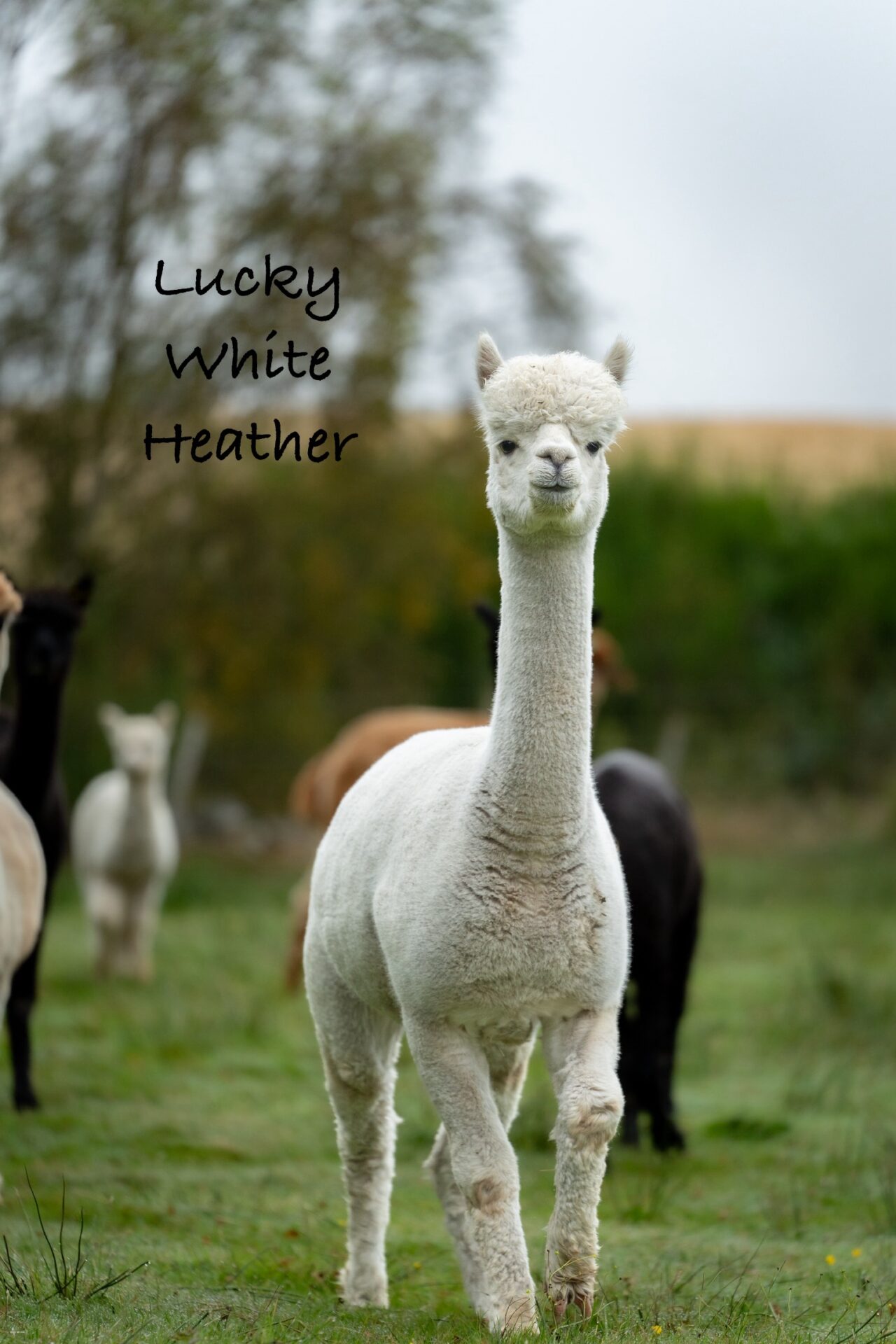 Pure DK Alpaca Yarn - Image 5