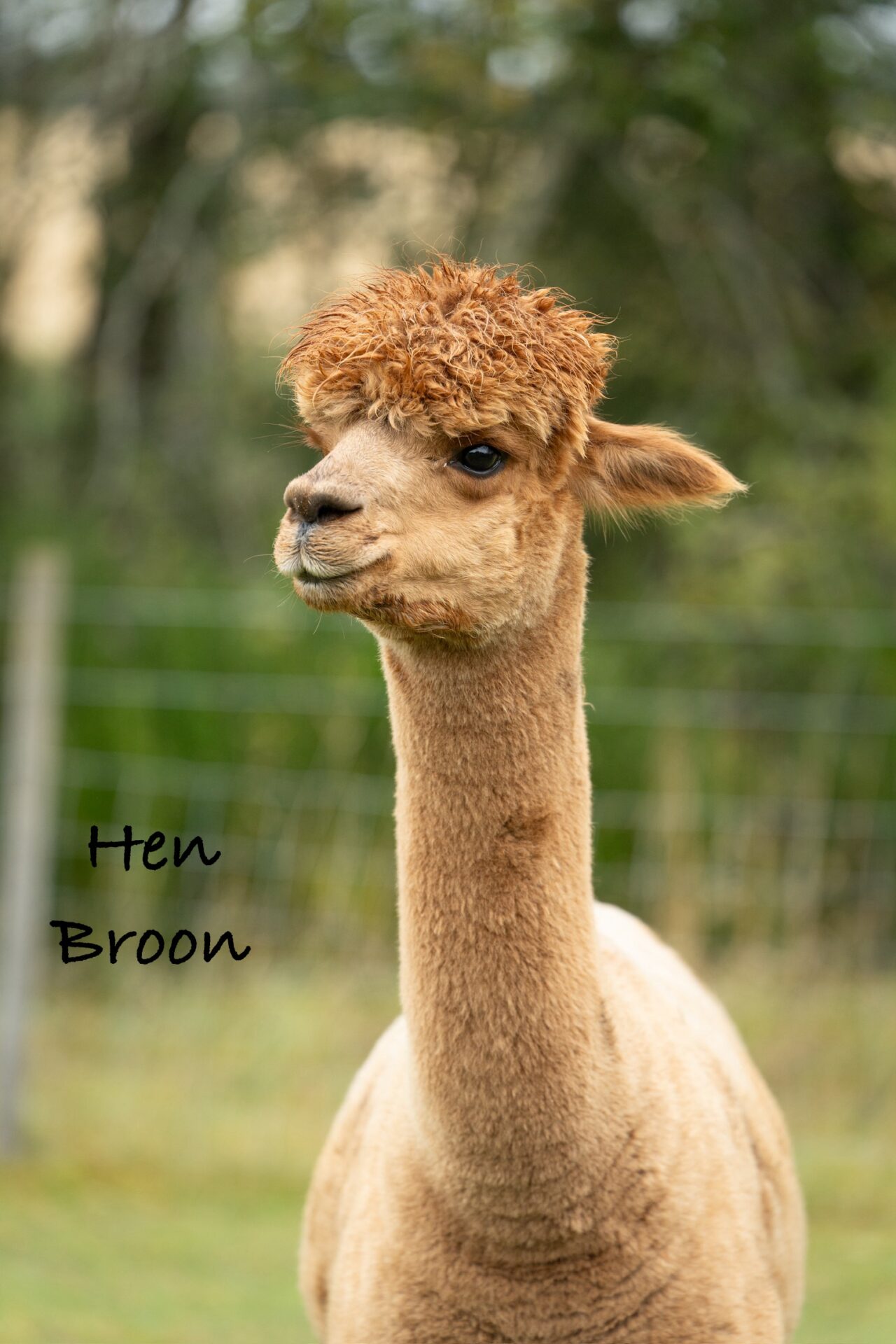 Pure DK Alpaca Yarn - Image 4